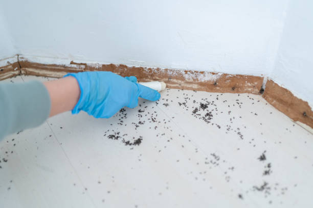 Best Termite Inspection and Treatment  in Medford Lakes, NJ